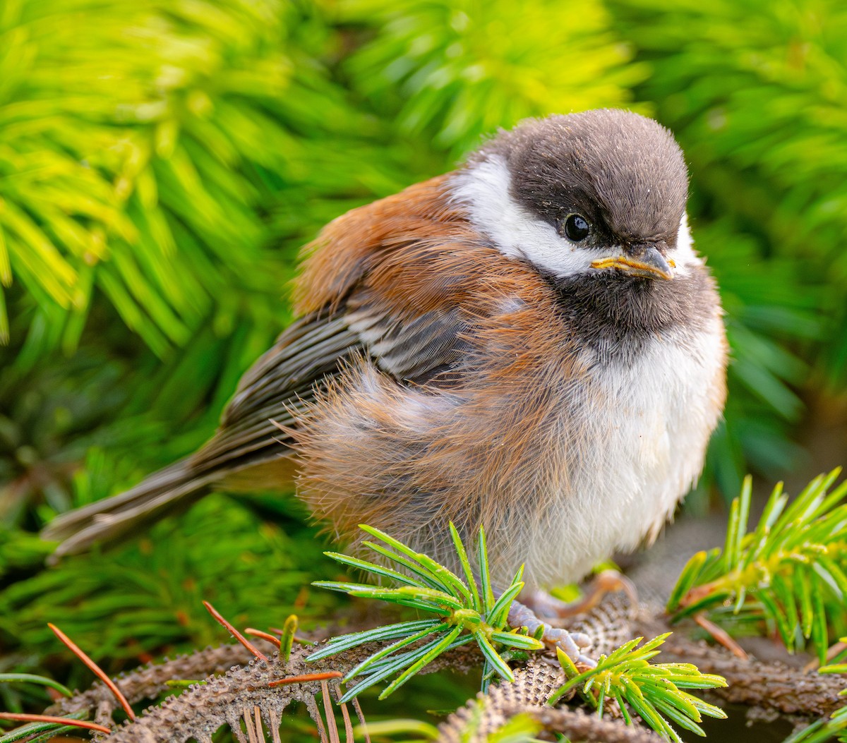 Chestnut-backed Chickadee - ML644750877