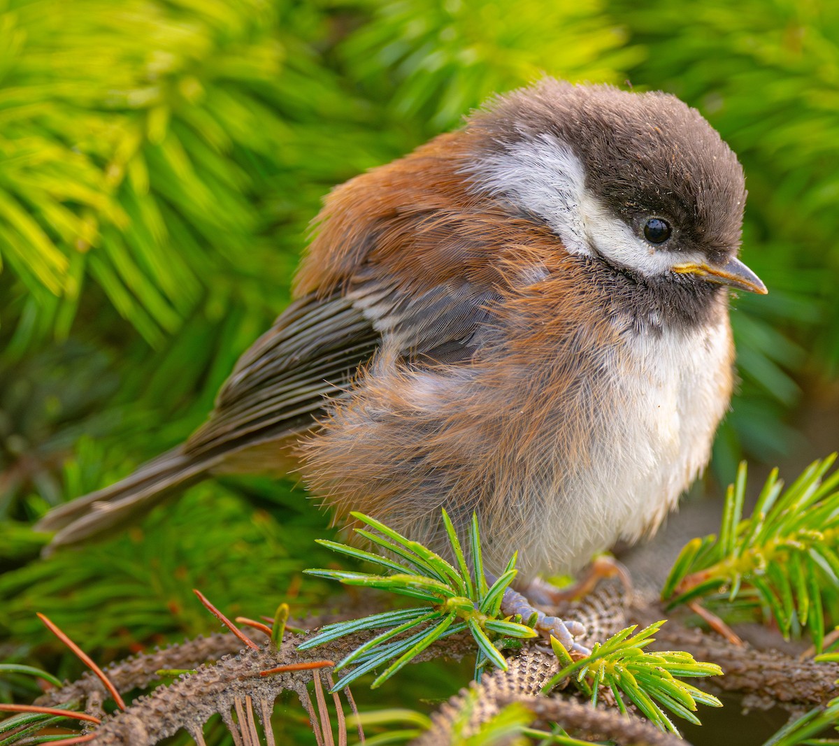 Chestnut-backed Chickadee - ML644750878