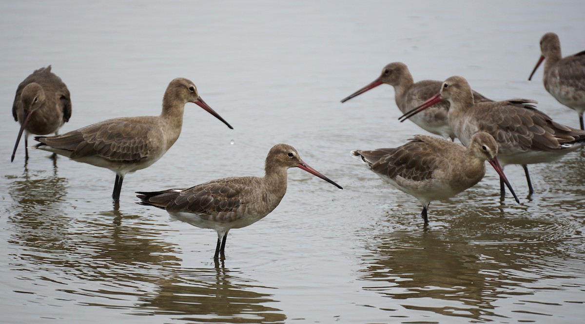 Black-tailed Godwit - ML644750881