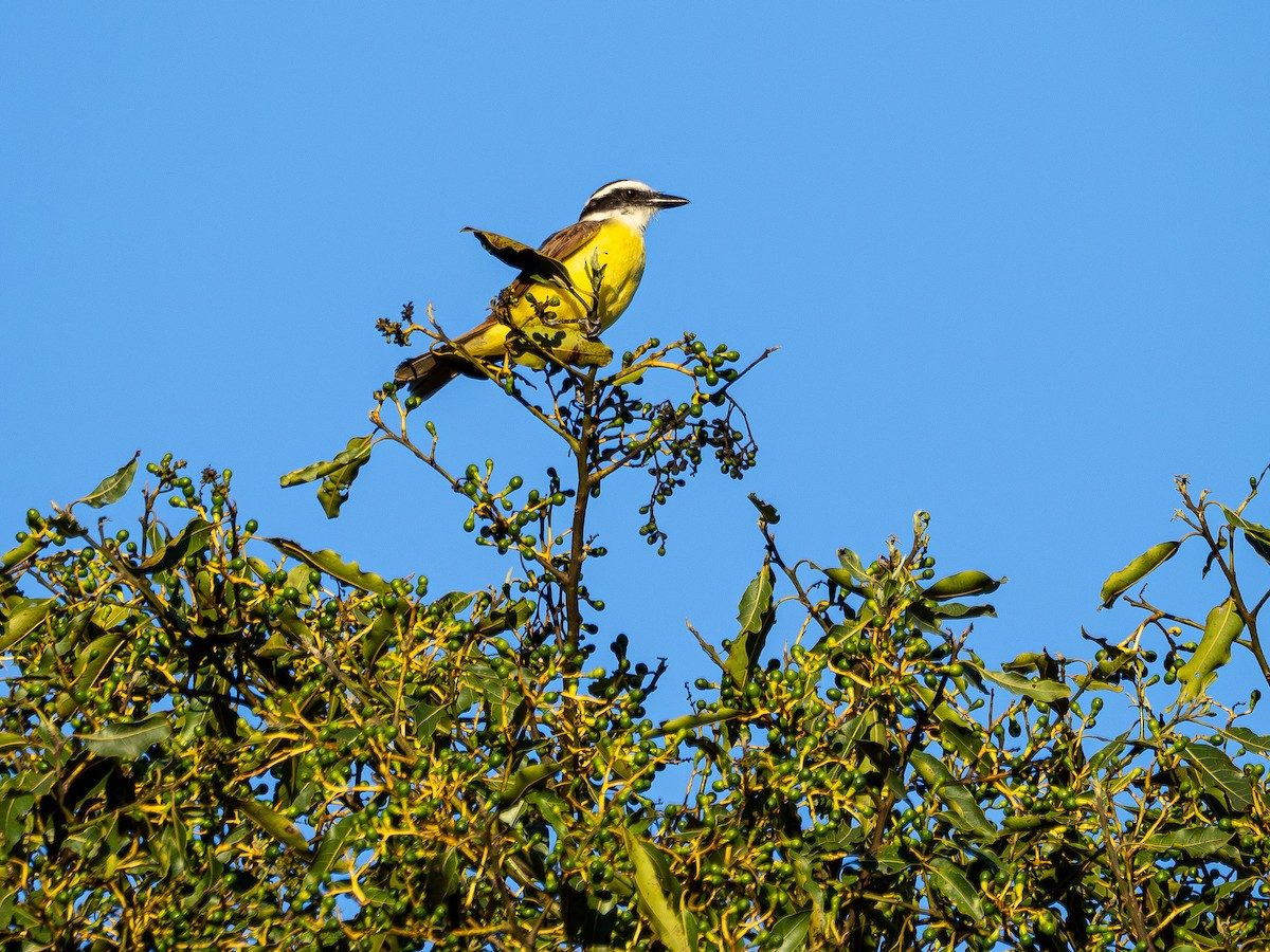 Great Kiskadee - ML644750882