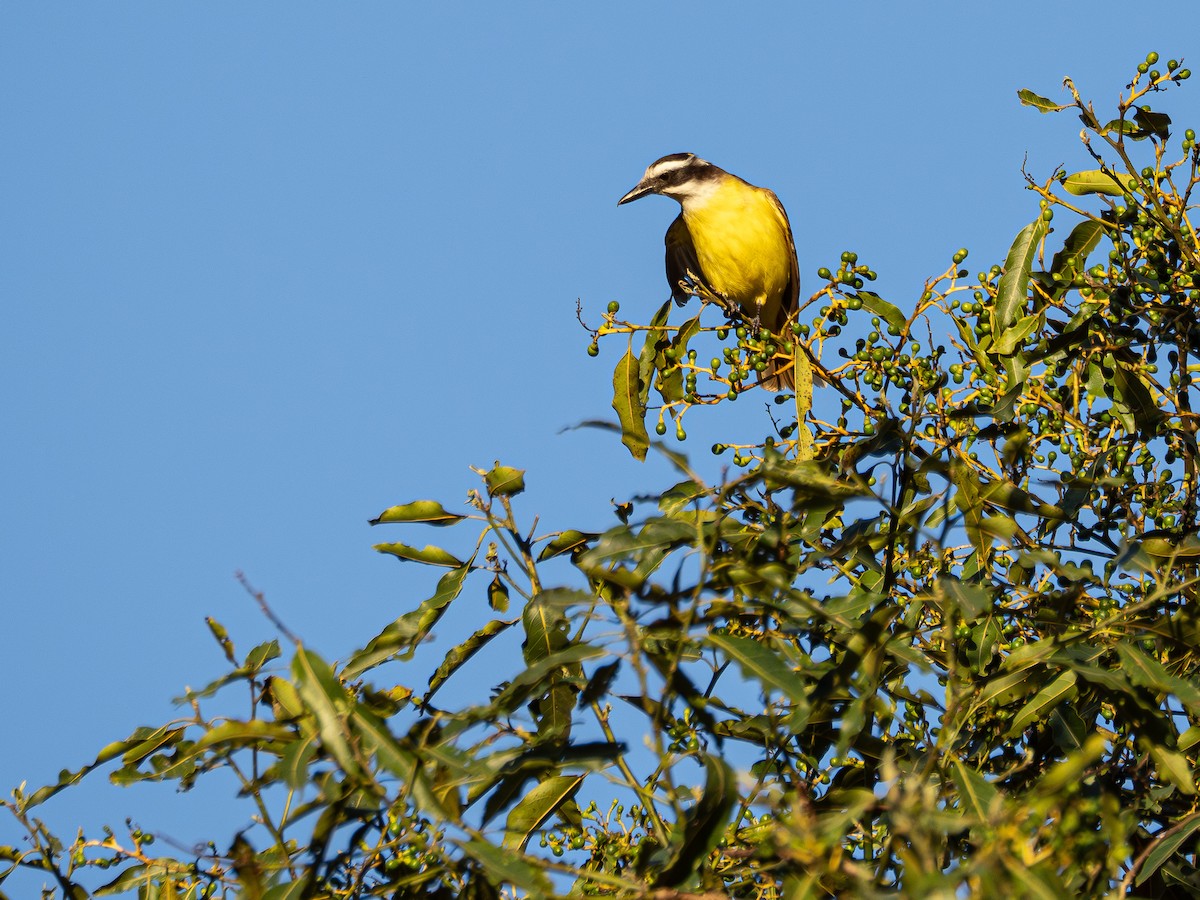 Great Kiskadee - ML644750883