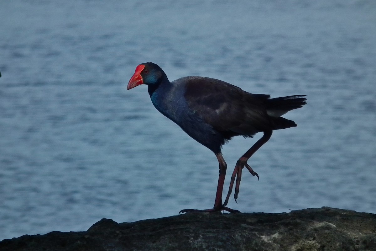 Australasian Swamphen - ML644750884