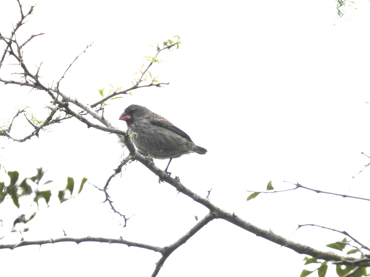 Small Ground-Finch - ML644750885