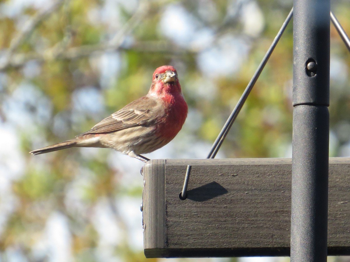 House Finch - ML644750886