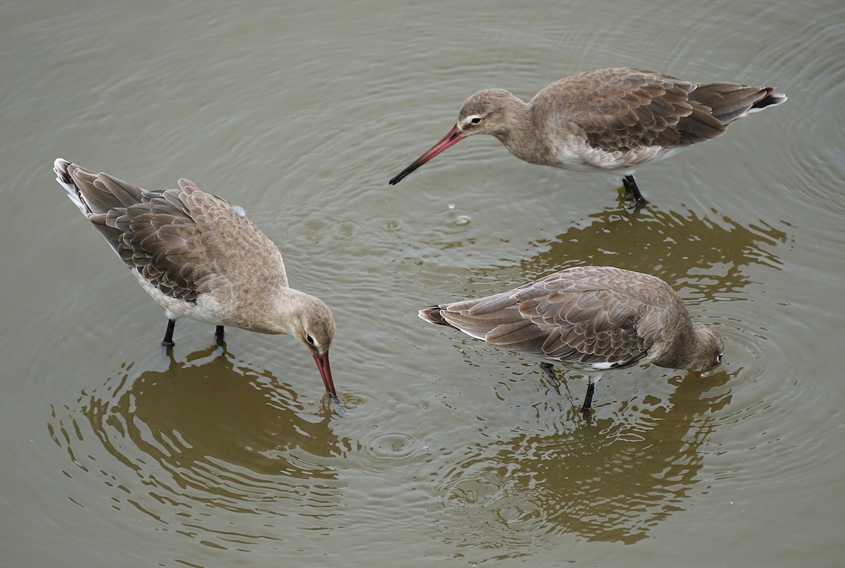 Black-tailed Godwit - ML644750888