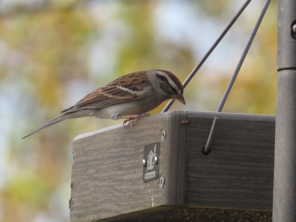 Chipping Sparrow - ML644750889