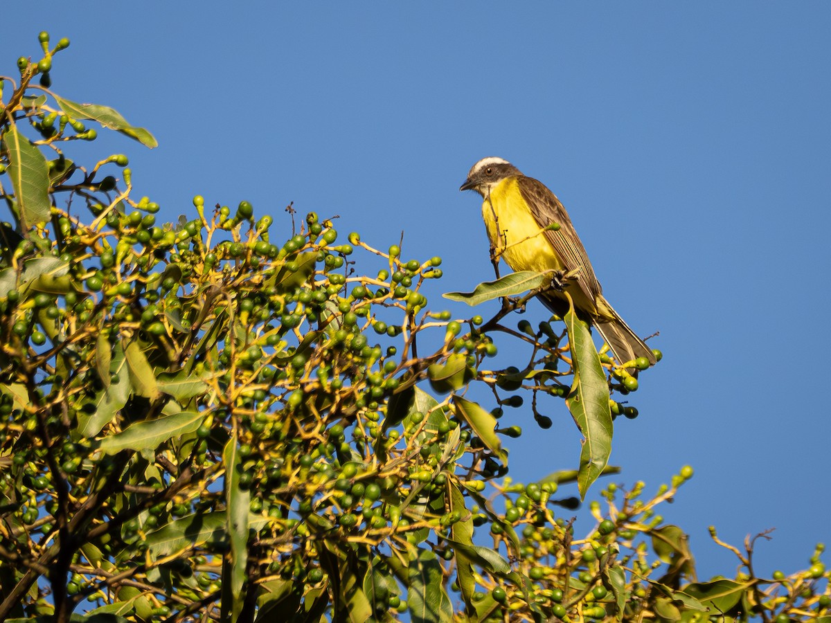 Social Flycatcher - ML644750890