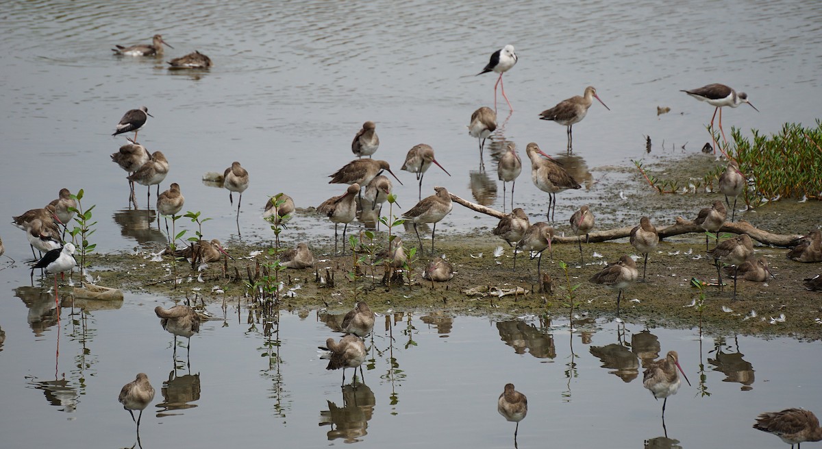 Black-tailed Godwit - ML644750891
