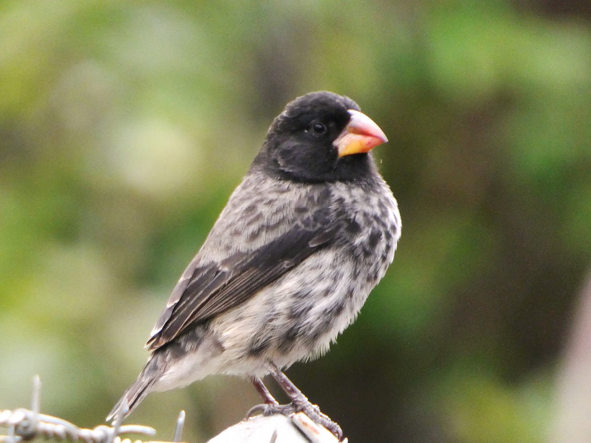 Medium Ground-Finch - ML644750892