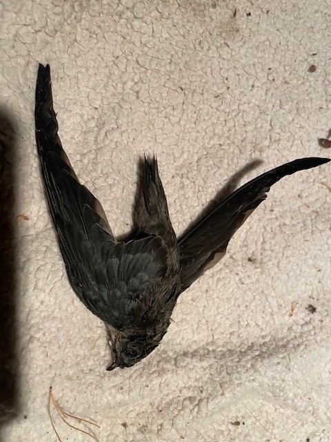 Chimney Swift - ML644750893