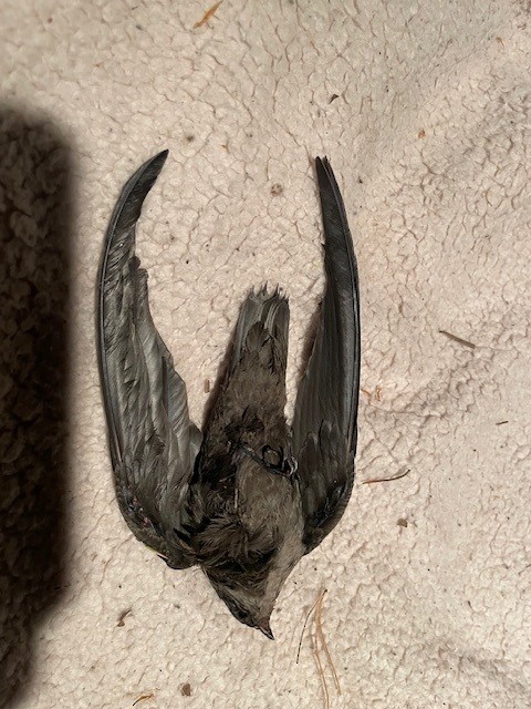 Chimney Swift - ML644750894