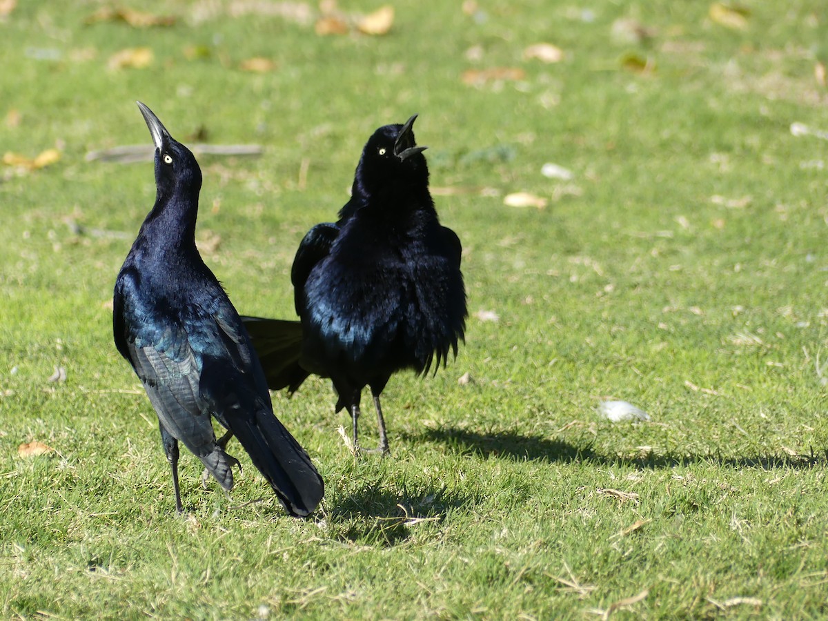 Great-tailed Grackle - ML644750895