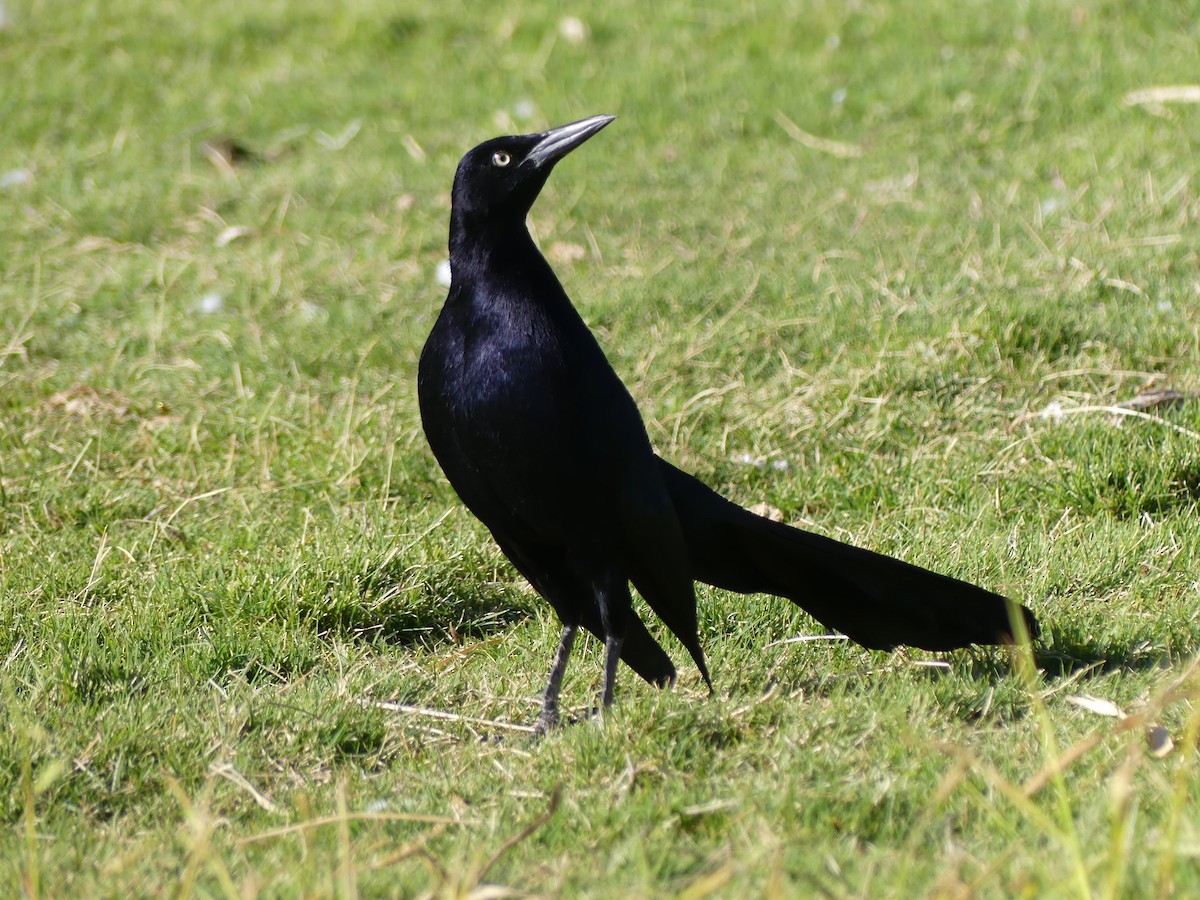 Great-tailed Grackle - ML644750896