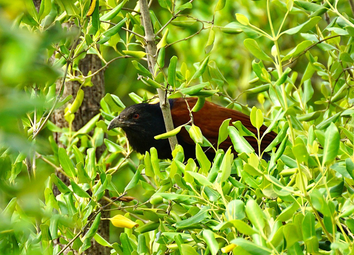 Greater Coucal - ML644750897