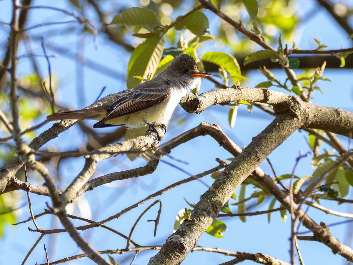 Swainson's Flycatcher - ML644750898