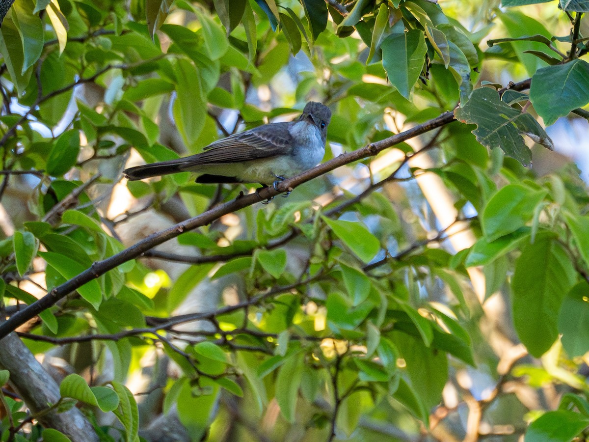 Swainson's Flycatcher - ML644750899