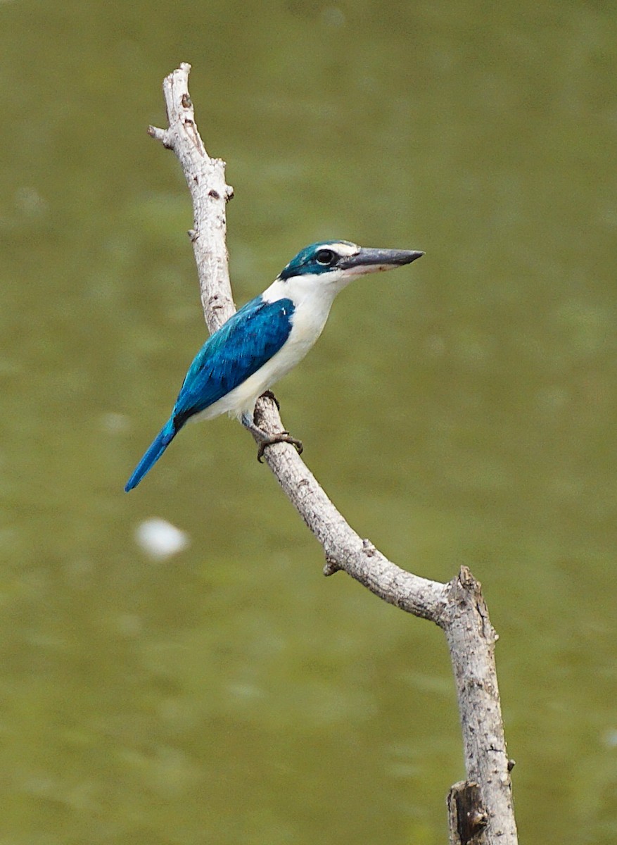 Collared Kingfisher - ML644750900