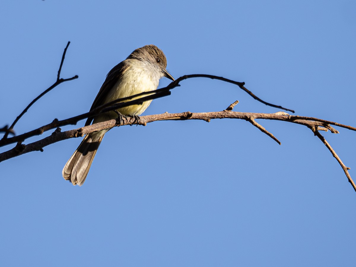 Short-crested Flycatcher - ML644750901