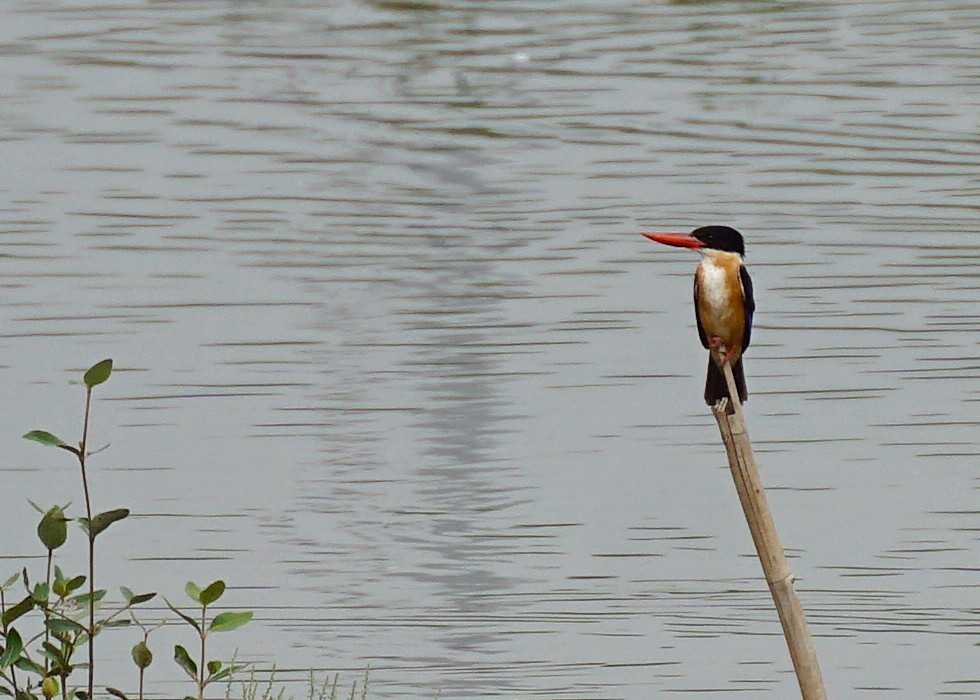 Black-capped Kingfisher - ML644750903