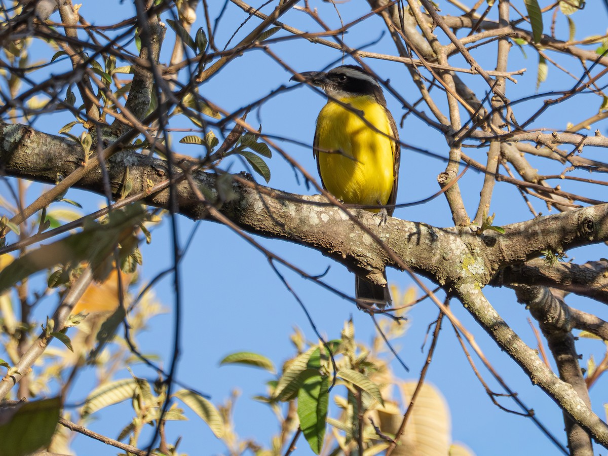 Boat-billed Flycatcher - ML644750904