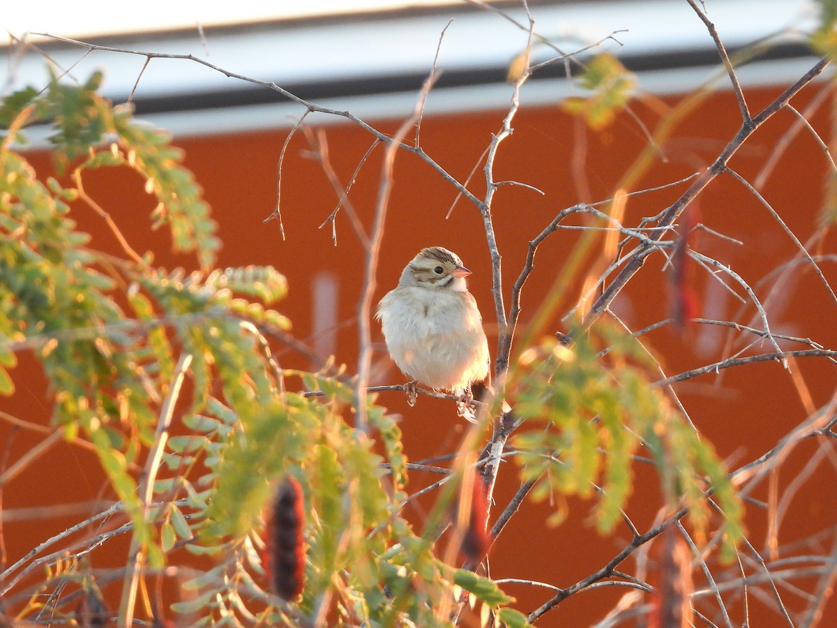 Clay-colored Sparrow - ML644750905