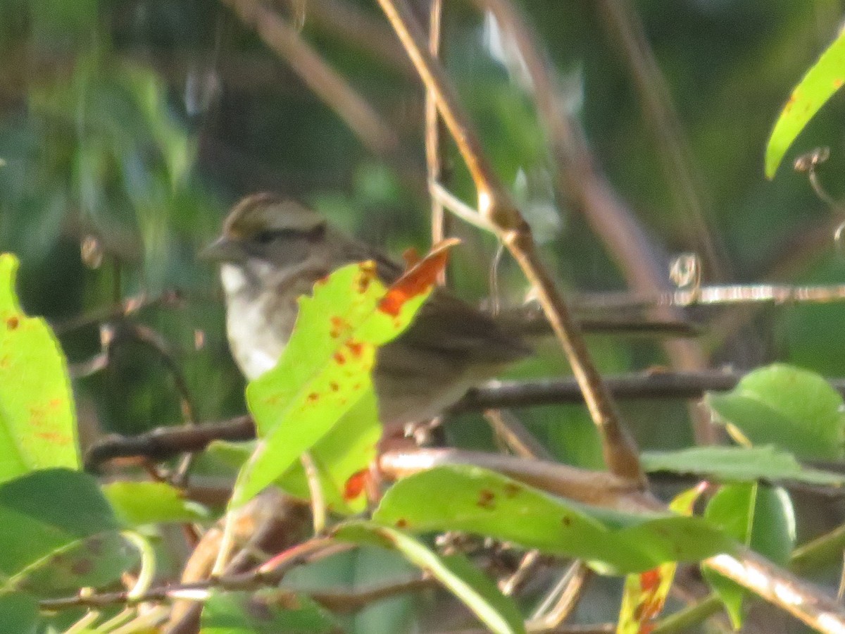 White-throated Sparrow - ML644750906