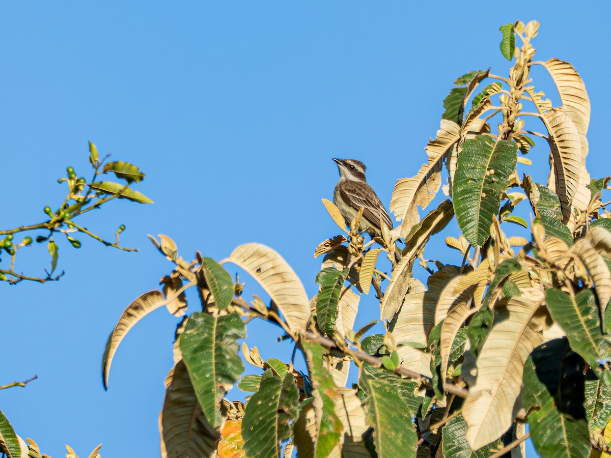 Variegated Flycatcher - ML644750907