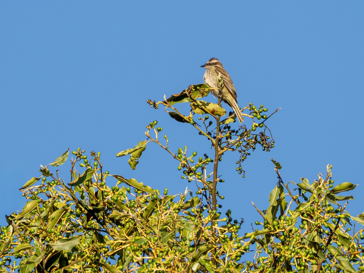 Variegated Flycatcher - ML644750908
