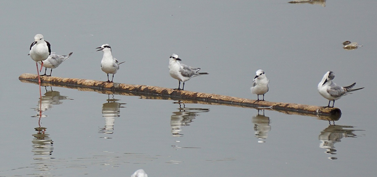 Whiskered Tern - ML644750909