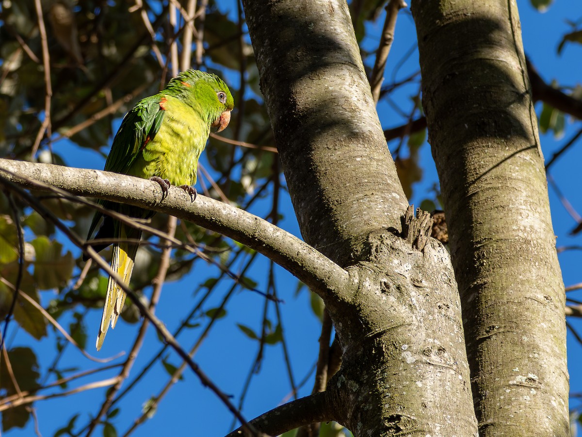 White-eyed Parakeet - ML644750912