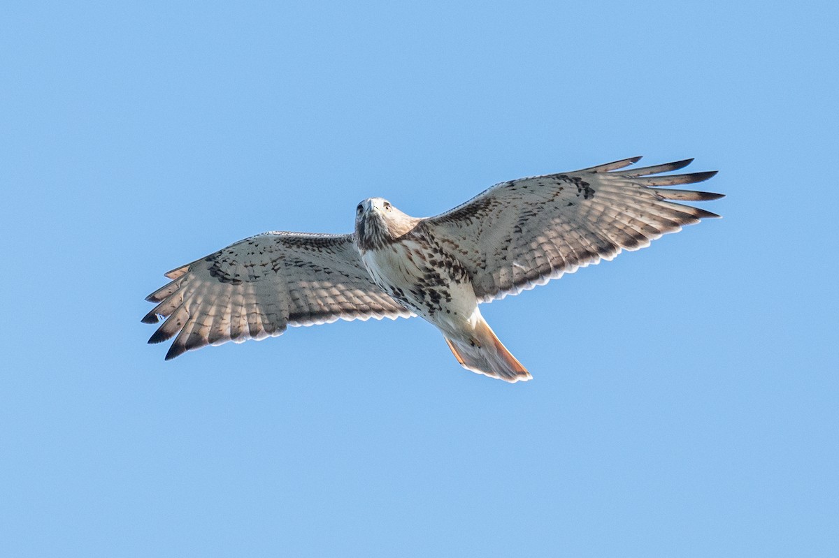 Red-tailed Hawk (borealis) - ML644750913