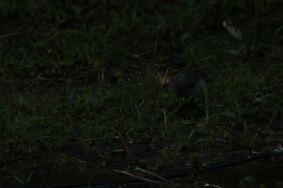 Yellow-browed Sparrow - ML644750915