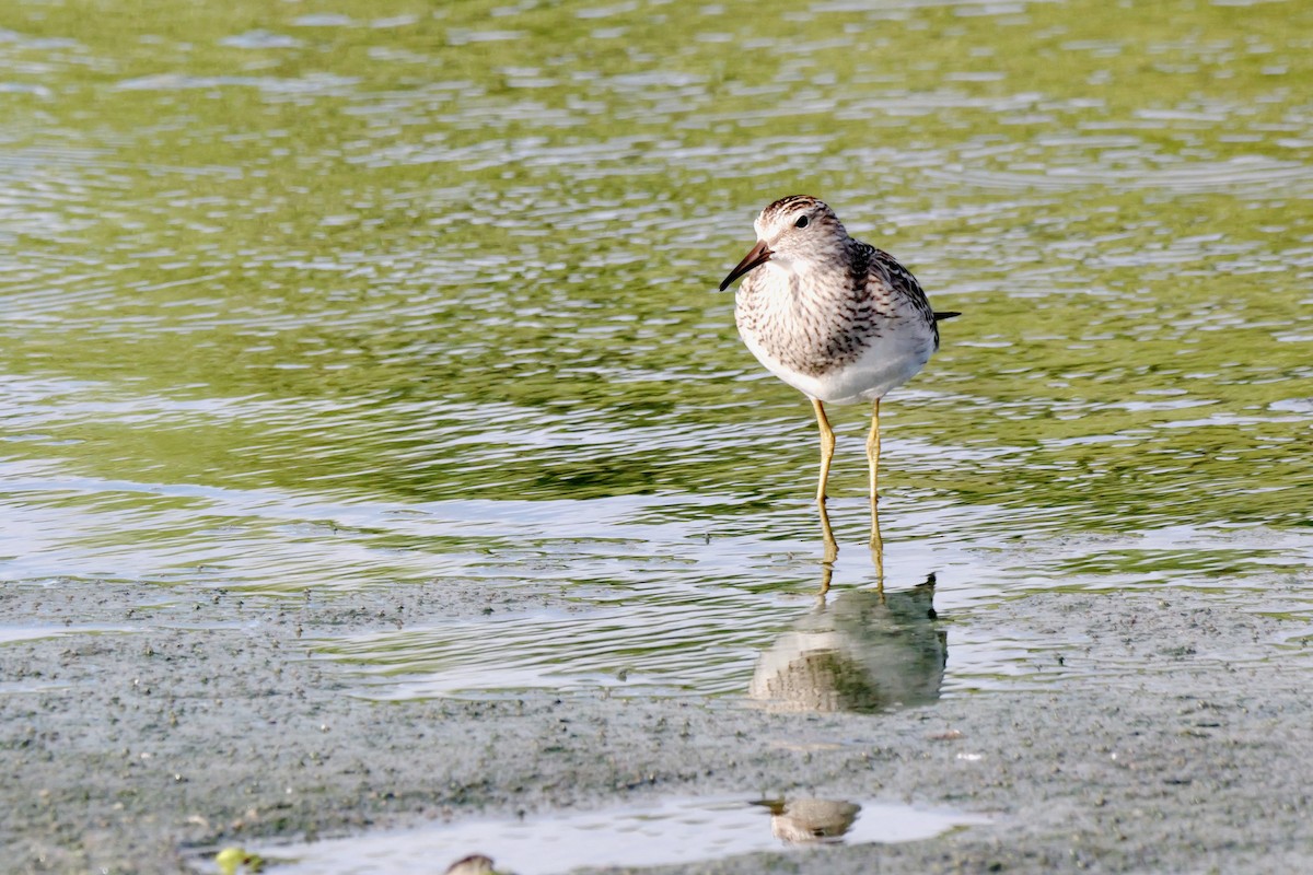 Pectoral Sandpiper - ML644750922
