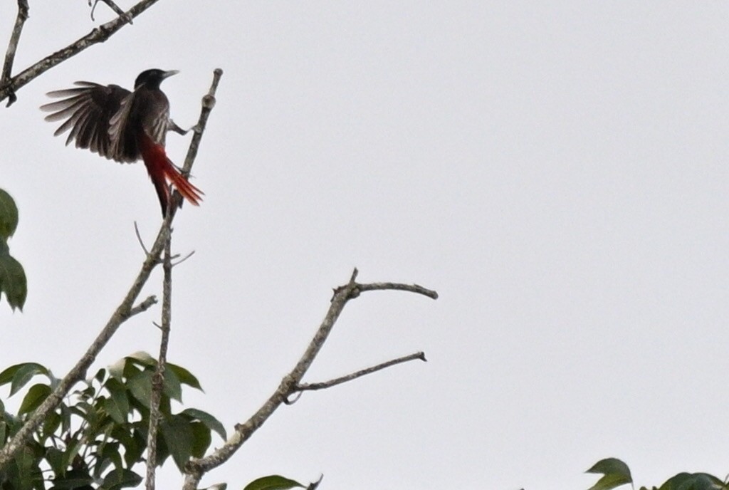 ヒゴロモ - ML644750924