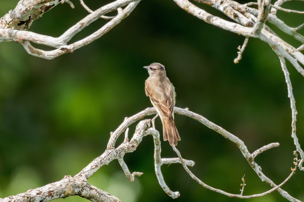 Crowned Slaty Flycatcher - ML644750930