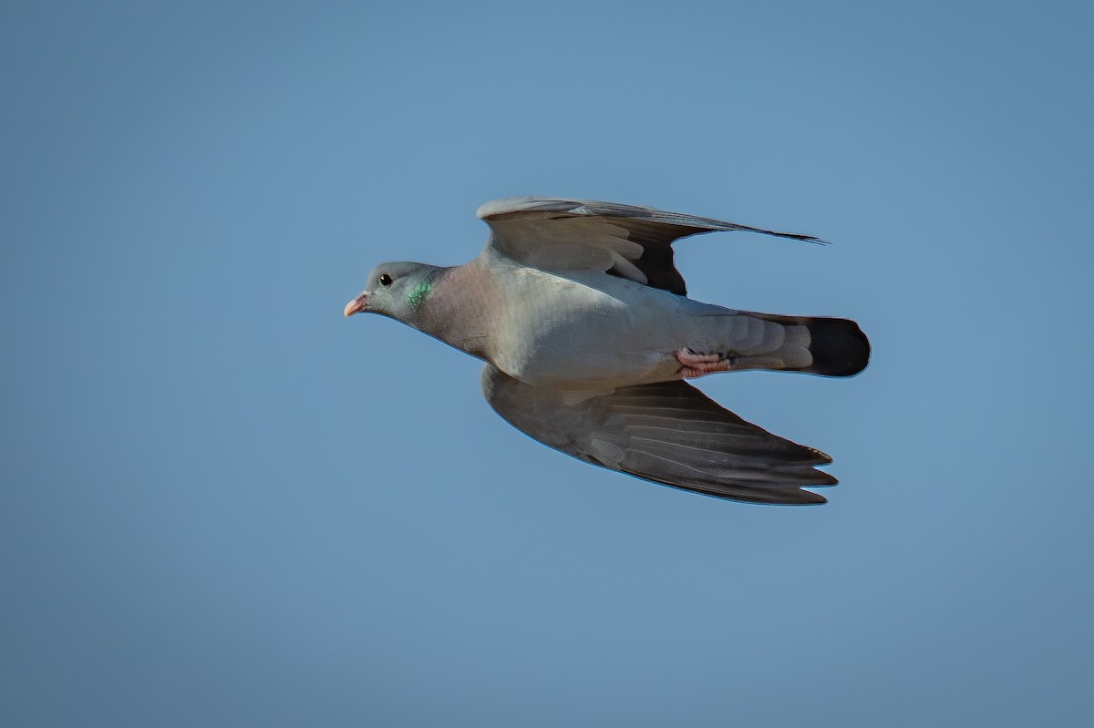 holub doupňák - ML644750936