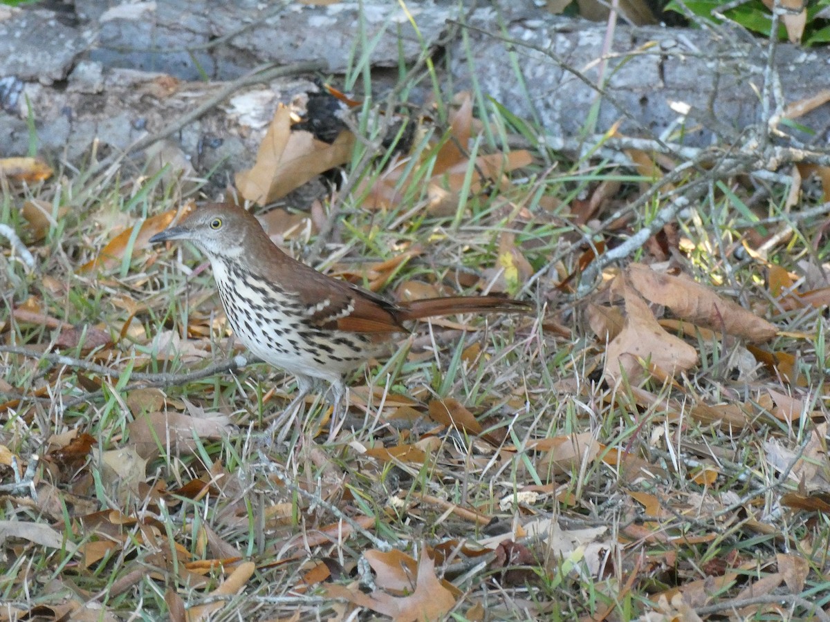 דשוש חום - ML644750946
