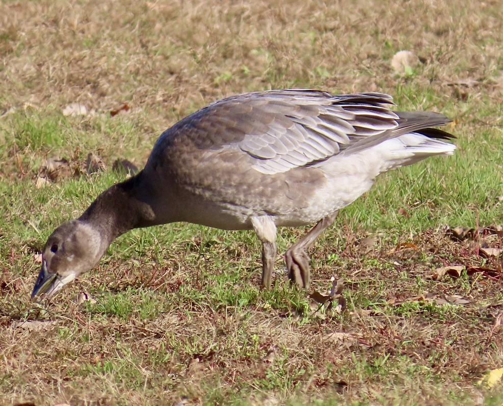 Snow Goose - ML644750947