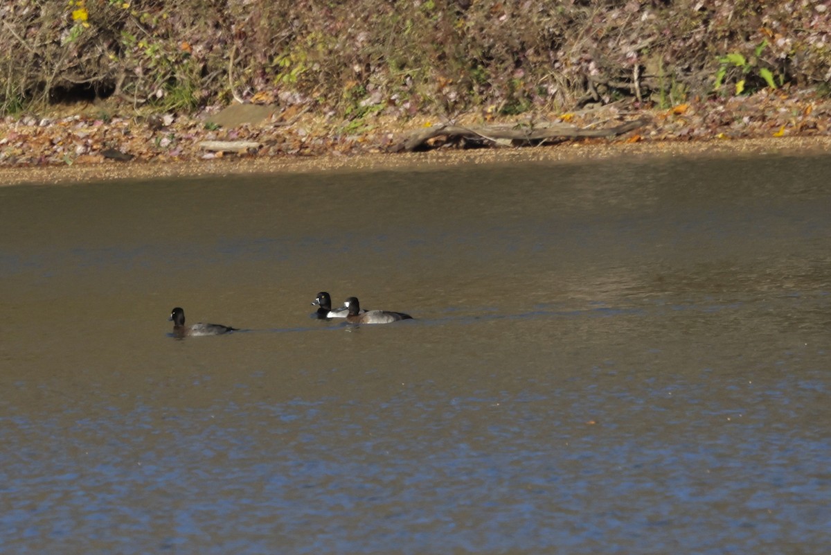 Ring-necked Duck - ML644750953