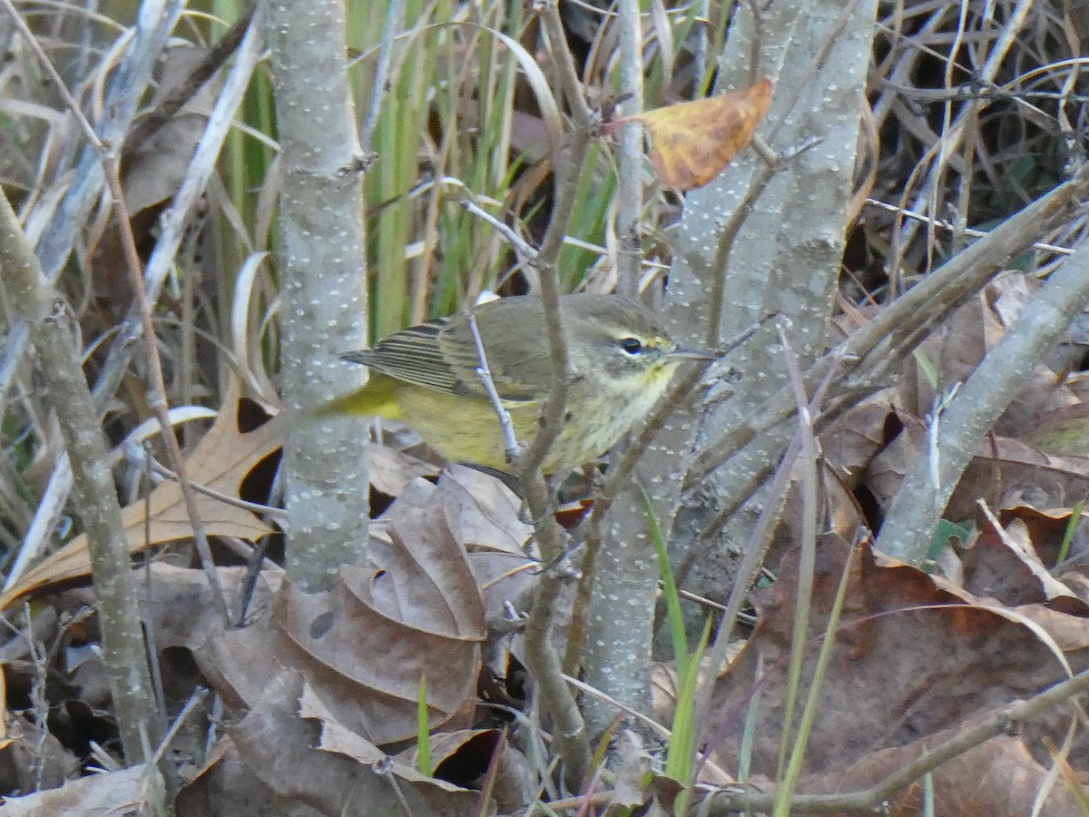 Пісняр-лісовик рудоголовий - ML644750954