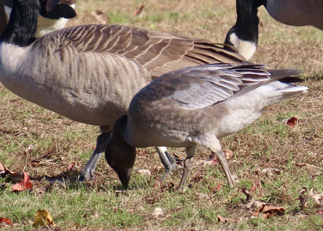 Snow Goose - ML644750957