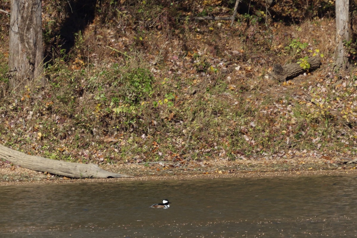 Hooded Merganser - ML644750958