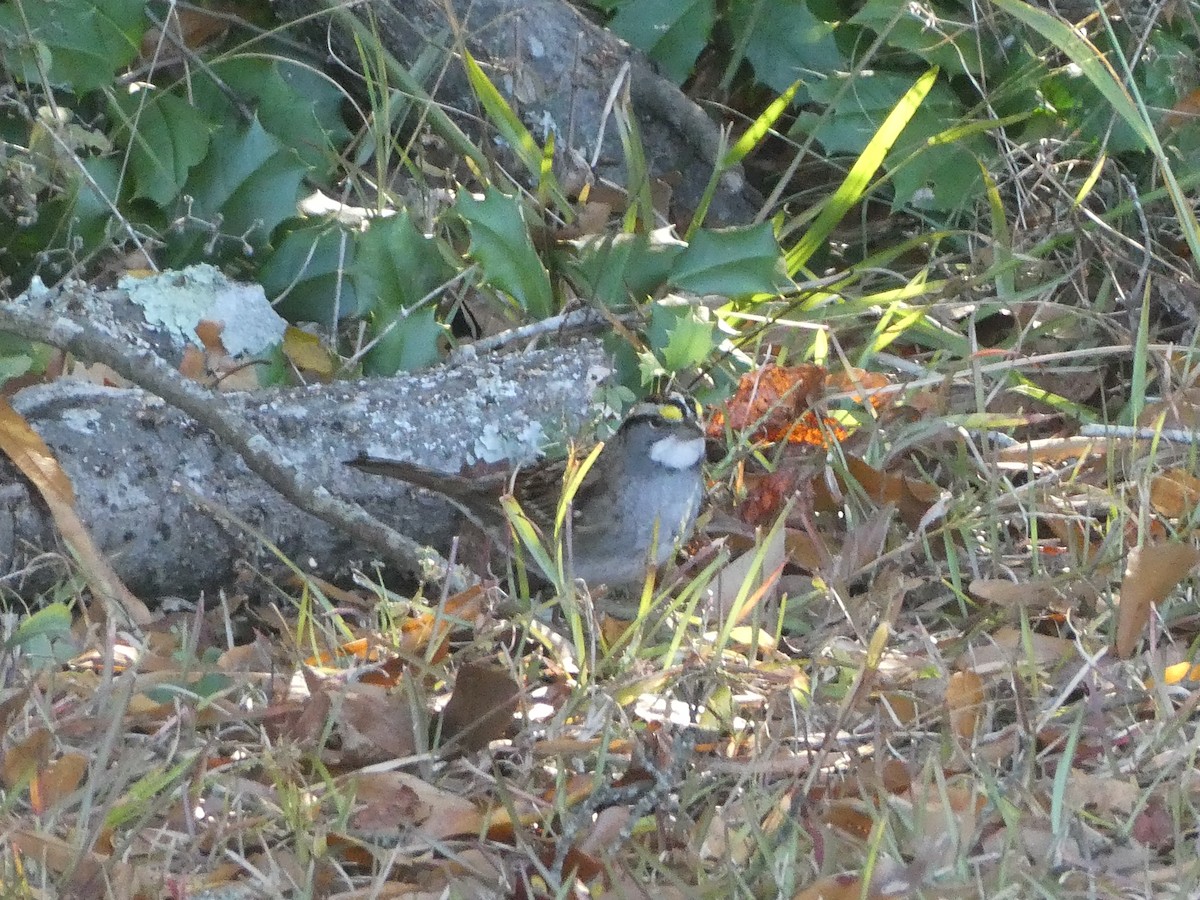 Бруант білогорлий - ML644750961