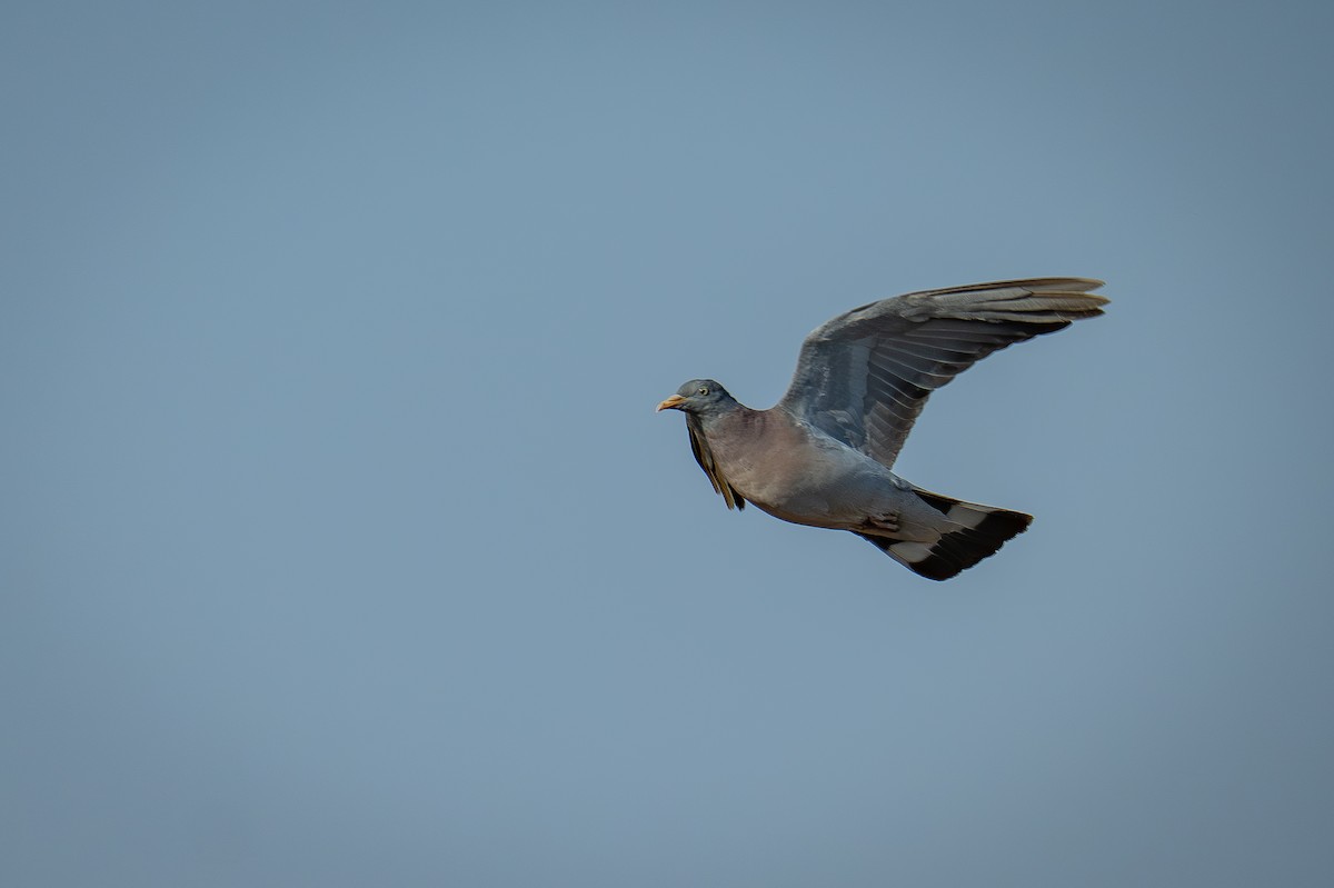 holub hřivnáč - ML644750963