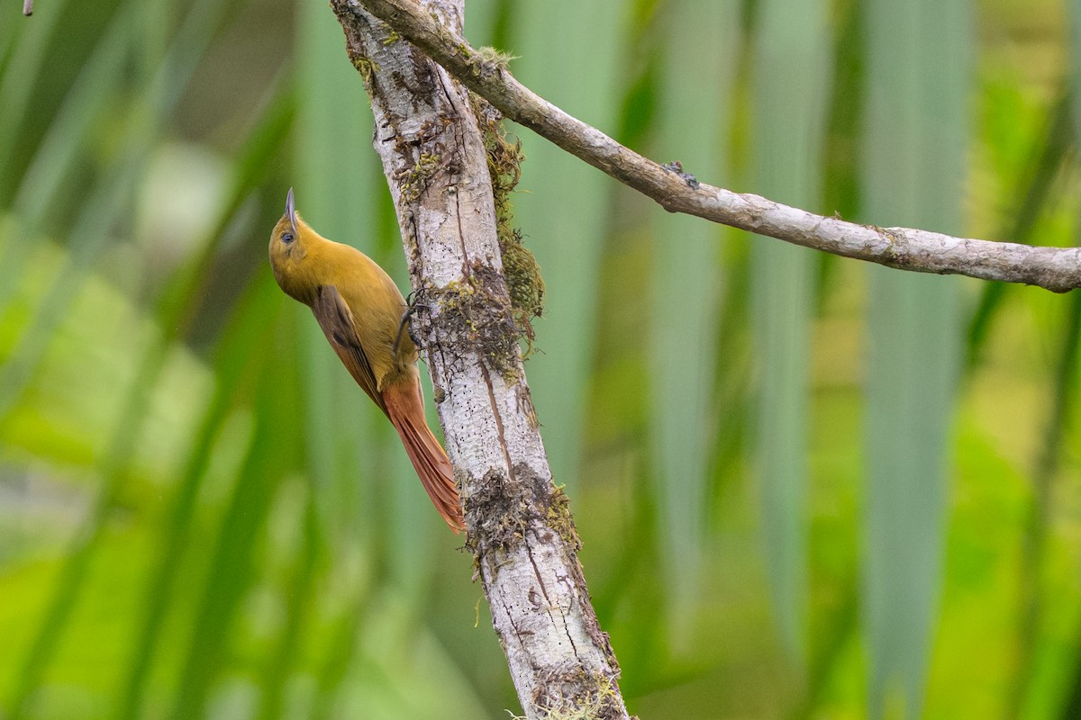 gråhodetreløper - ML644750966