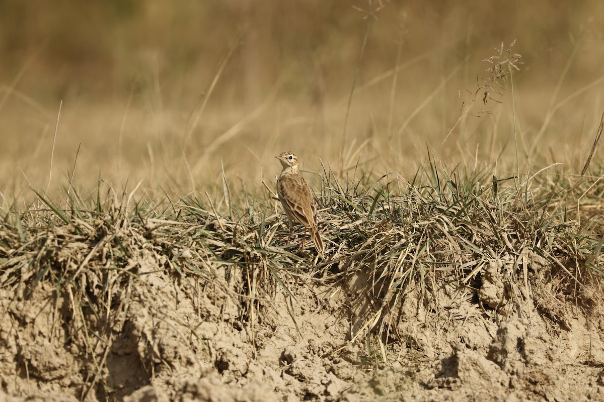 Paddyfield Pipit - ML644751023