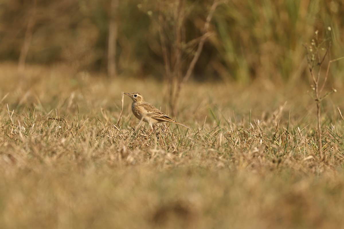 Paddyfield Pipit - ML644751024