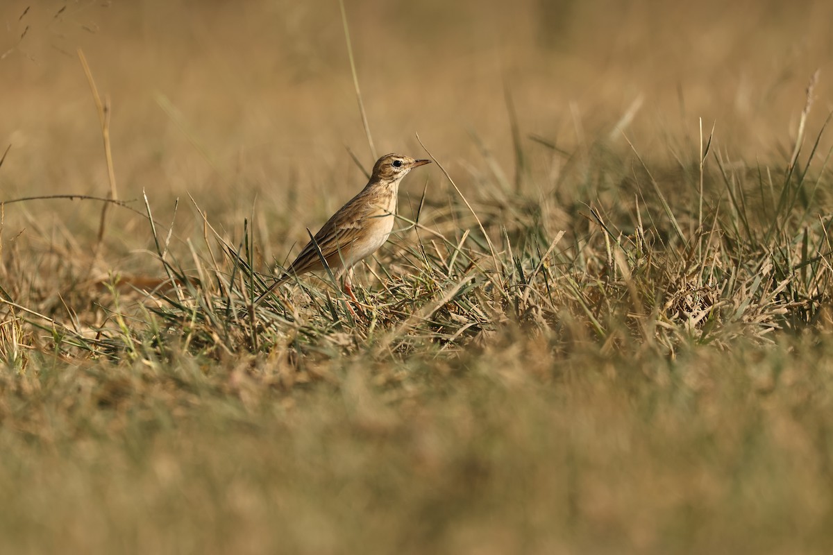 Paddyfield Pipit - ML644751025