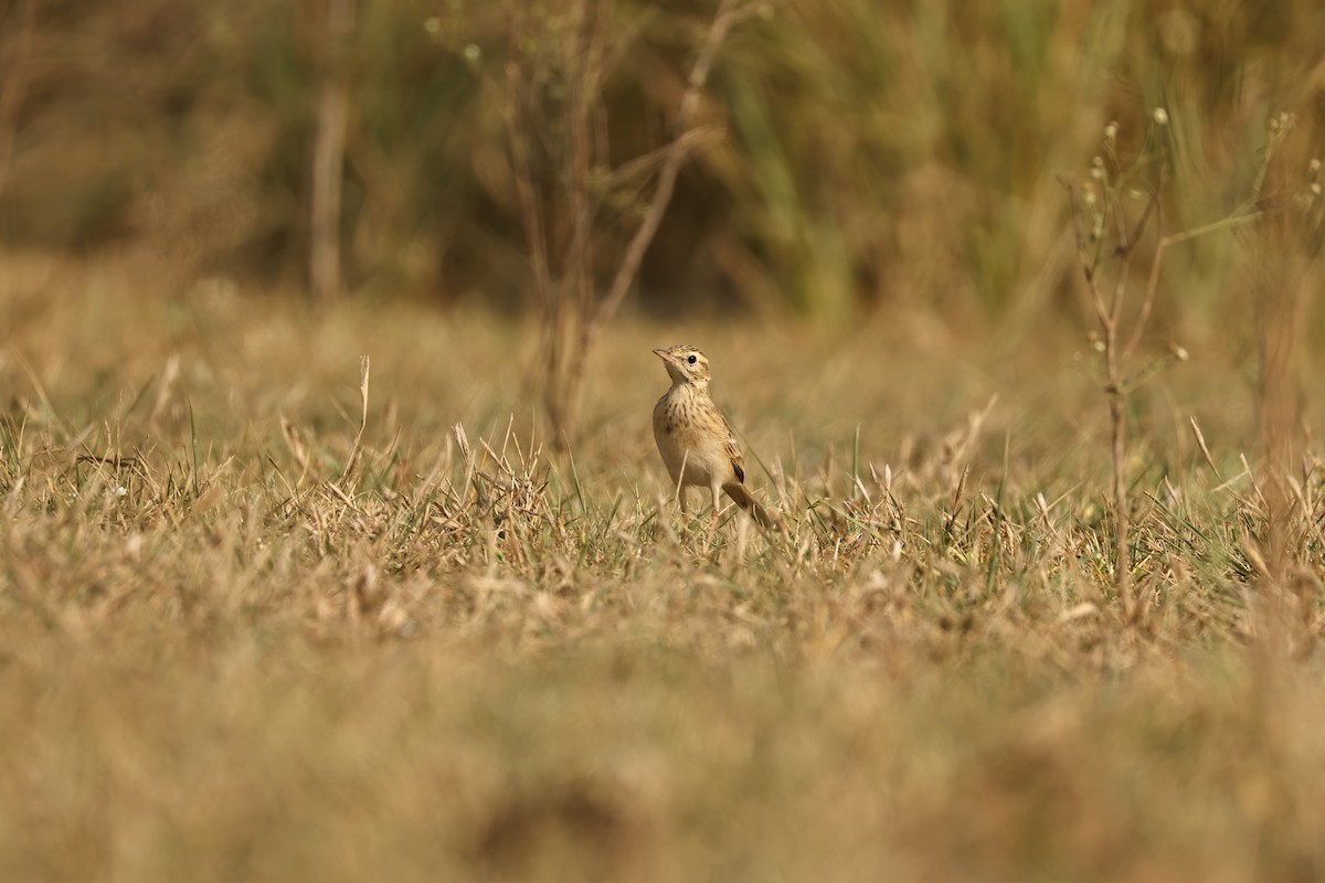 Paddyfield Pipit - ML644751026