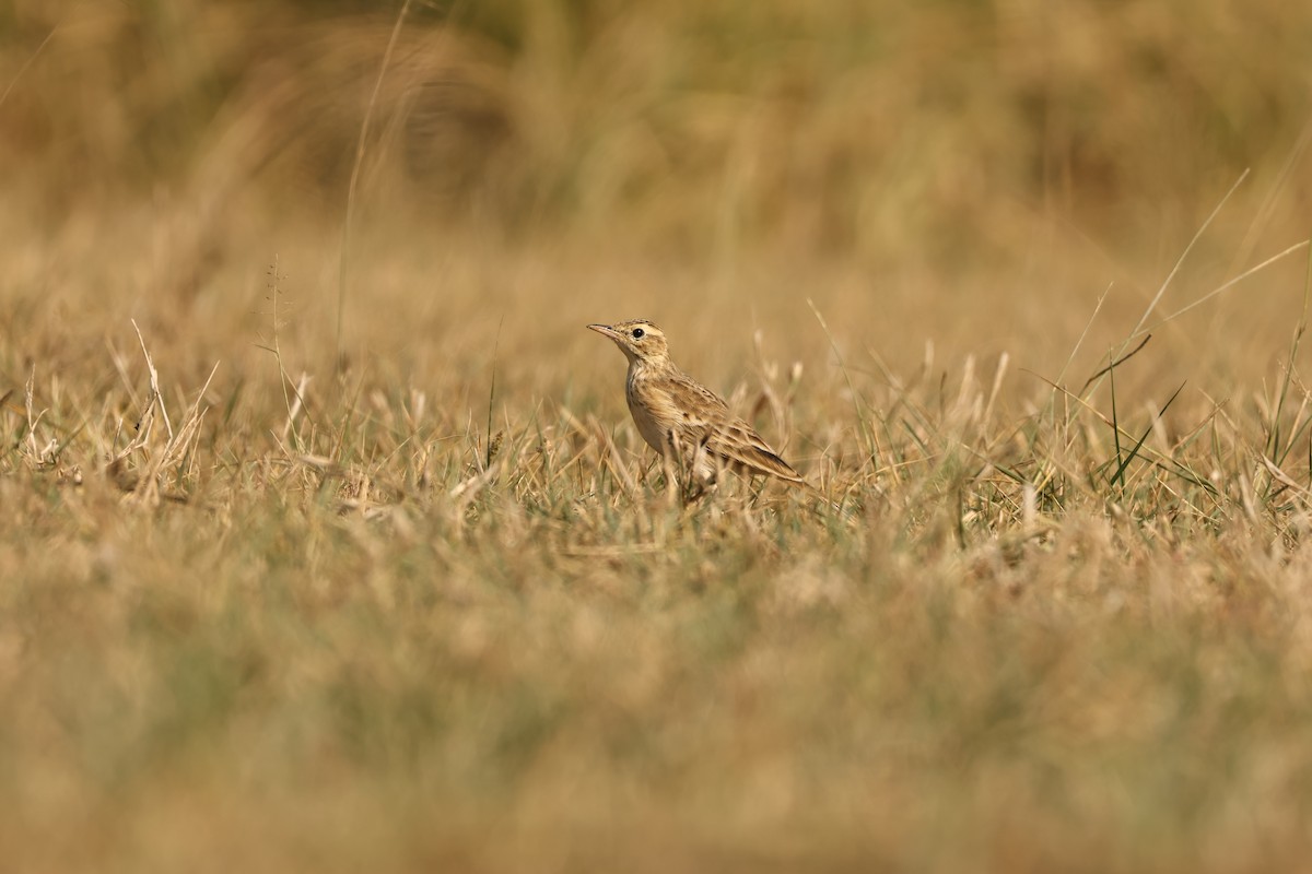 Paddyfield Pipit - ML644751027
